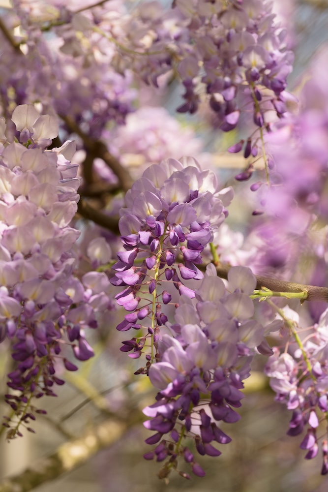 drzewa tlenowce kwitnące na różowo-fioletowo drzewa tlenowce - Paulownia kwitnąca na fioletowo
