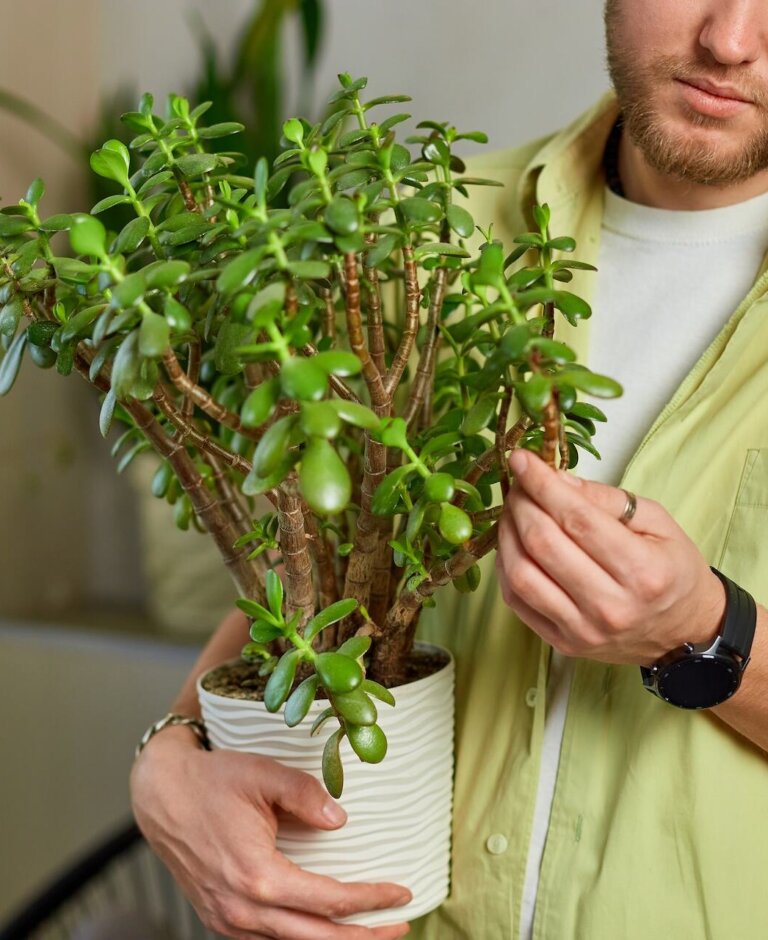 Drzewko szczęścia – jak dbać? Znaczenie rośliny i zasady pielęgnacji