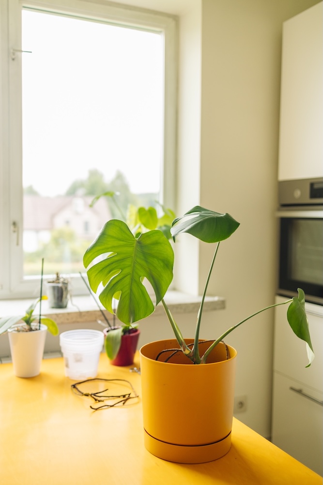 przesadzona monstera do żółtej doniczki monstera w żółtym pojemniku na blacie kuchennym