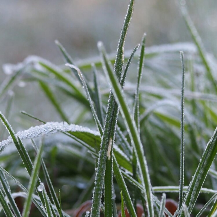 Trawy ozdobne wieloletnie – które gatunki są najbardziej odporne na polskie zimy?