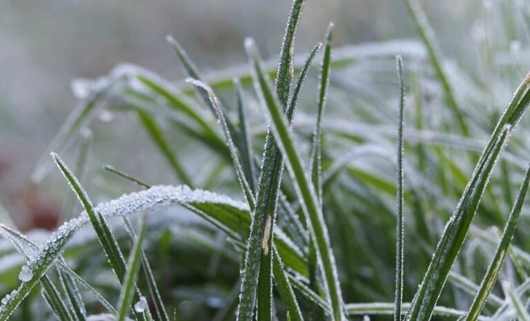 Trawy ozdobne wieloletnie – które gatunki są najbardziej odporne na polskie zimy?