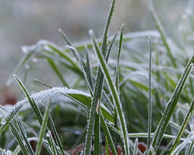 Trawy ozdobne wieloletnie – które gatunki są najbardziej odporne na polskie zimy?