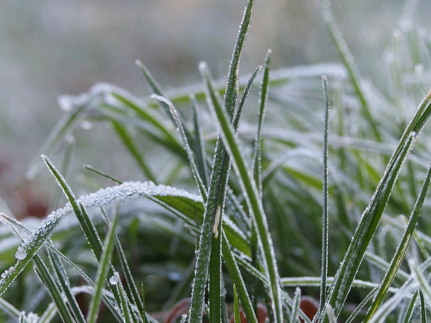 Trawy ozdobne wieloletnie – które gatunki są najbardziej odporne na polskie zimy?