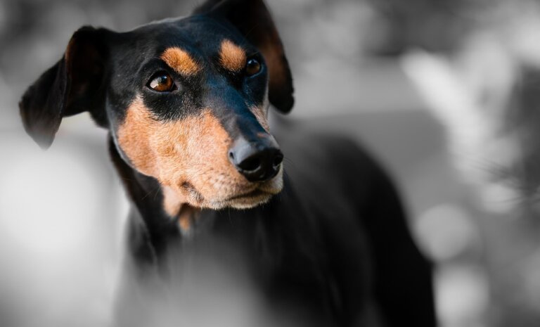 Jak dobrać kojec do wielkości psa? Rozwiązania dla małych i większych czworonogów