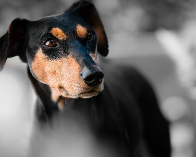 Jak dobrać kojec do wielkości psa? Rozwiązania dla małych i większych czworonogów