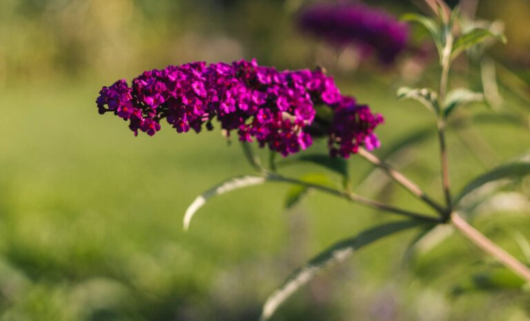 Budleja w ogrodzie – aranżacje z rośliną przy domu