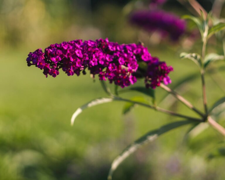 Budleja w ogrodzie – aranżacje z rośliną przy domu