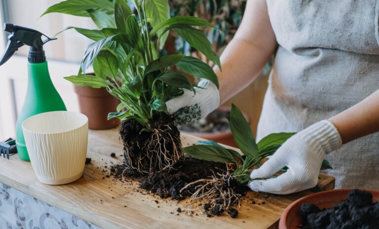 Skrzydłokwiat – jaka ziemia? Poradnik