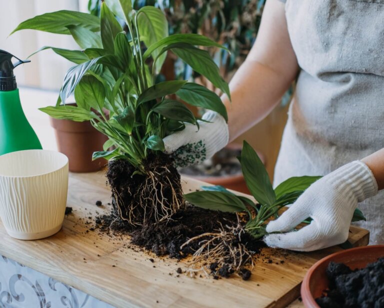 Skrzydłokwiat – jaka ziemia? Poradnik