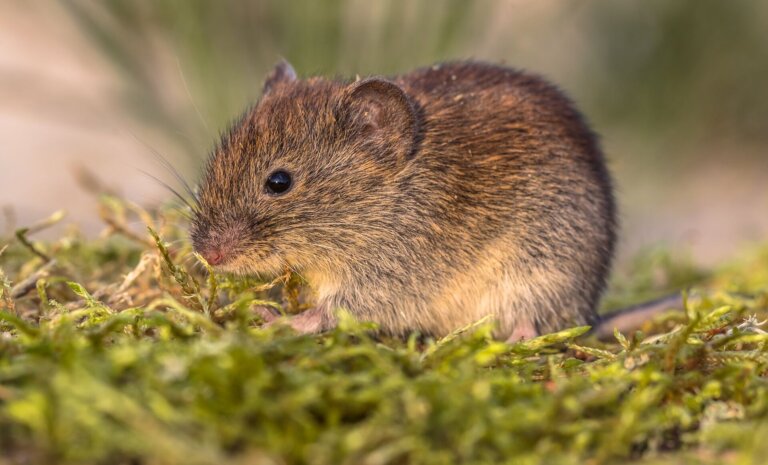 Nornica – jak się pozbyć? Skuteczne metody