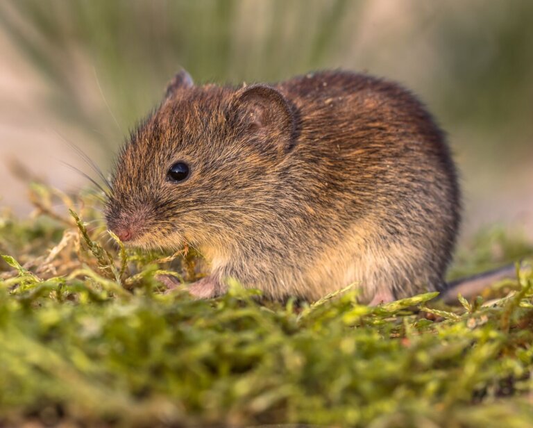 Nornica – jak się pozbyć? Skuteczne metody