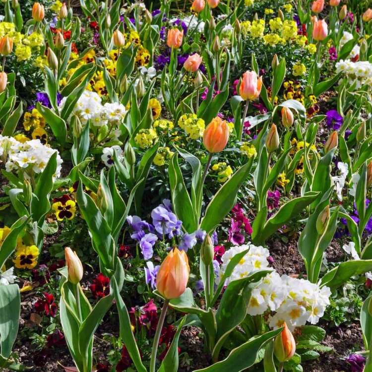 Wiosenne kwiaty – 15 najpiękniejszych gatunków