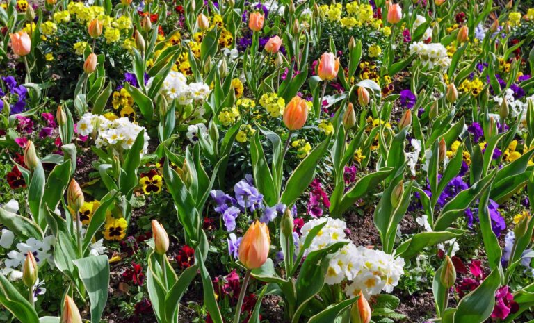 Wiosenne kwiaty – 15 najpiękniejszych gatunków