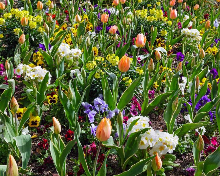 Wiosenne kwiaty – 15 najpiękniejszych gatunków