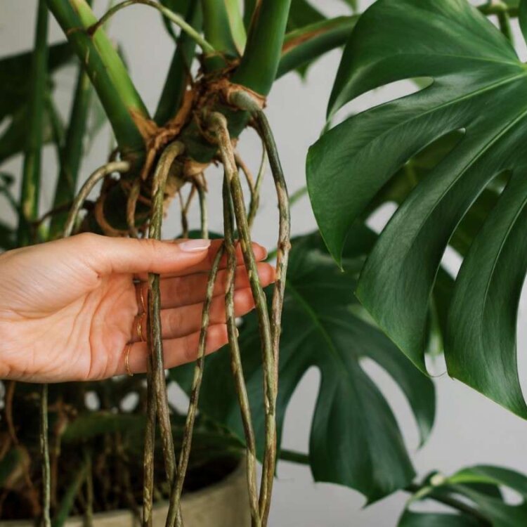 Monstera – korzeń powietrzny. Czym jest i co z nim robić? Wyjaśniamy