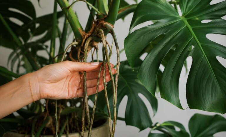 Monstera – korzeń powietrzny. Czym jest i co z nim robić? Wyjaśniamy