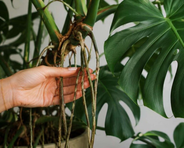 Monstera – korzeń powietrzny. Czym jest i co z nim robić? Wyjaśniamy