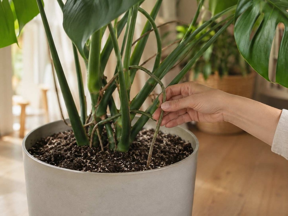monstera-korzen-powietrzny-w-ziemi monstera - korzeń powietrzny do ziemi