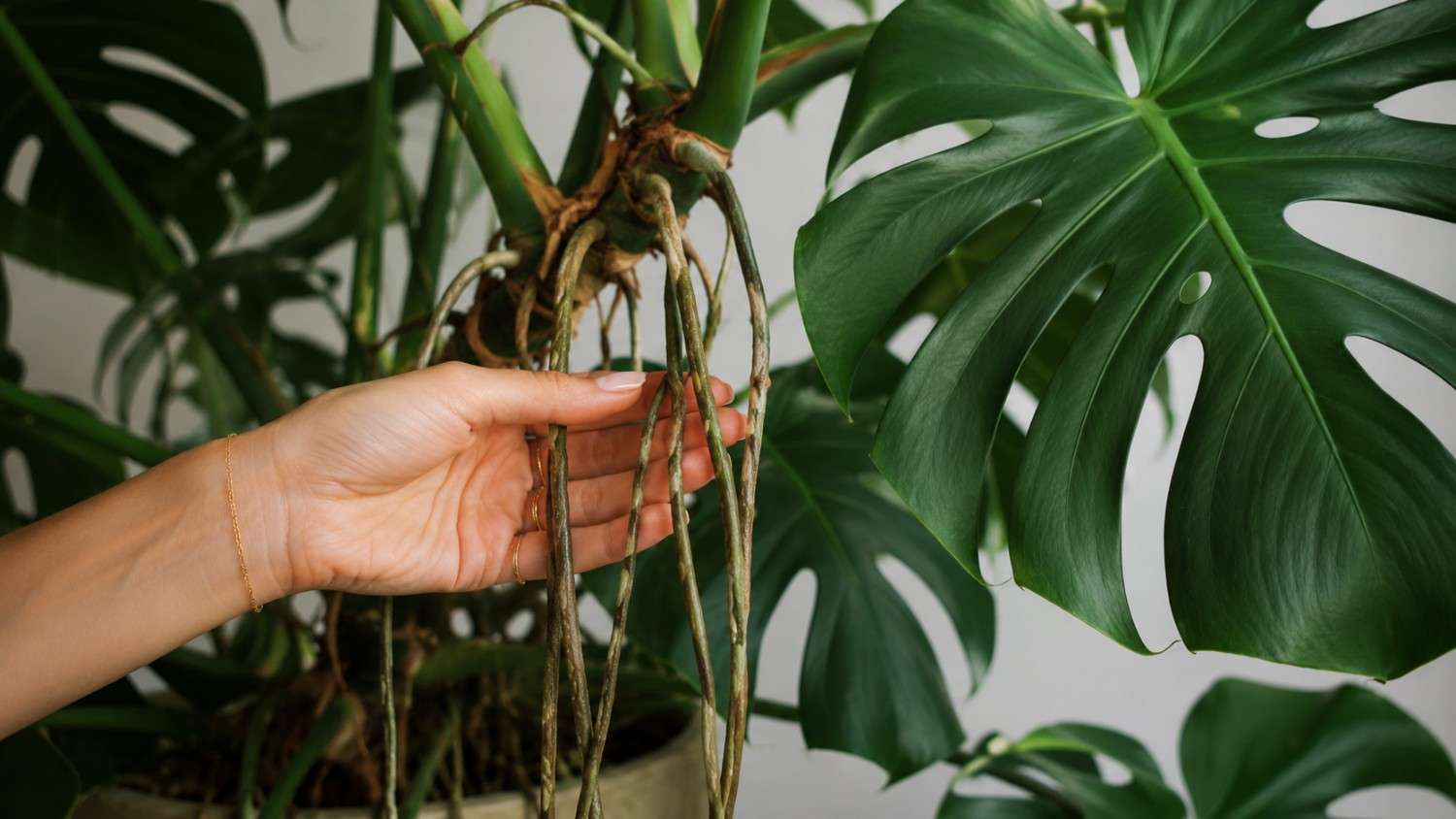 Monstera – korzeń powietrzny. Czym jest i co z nim robić? Wyjaśniamy