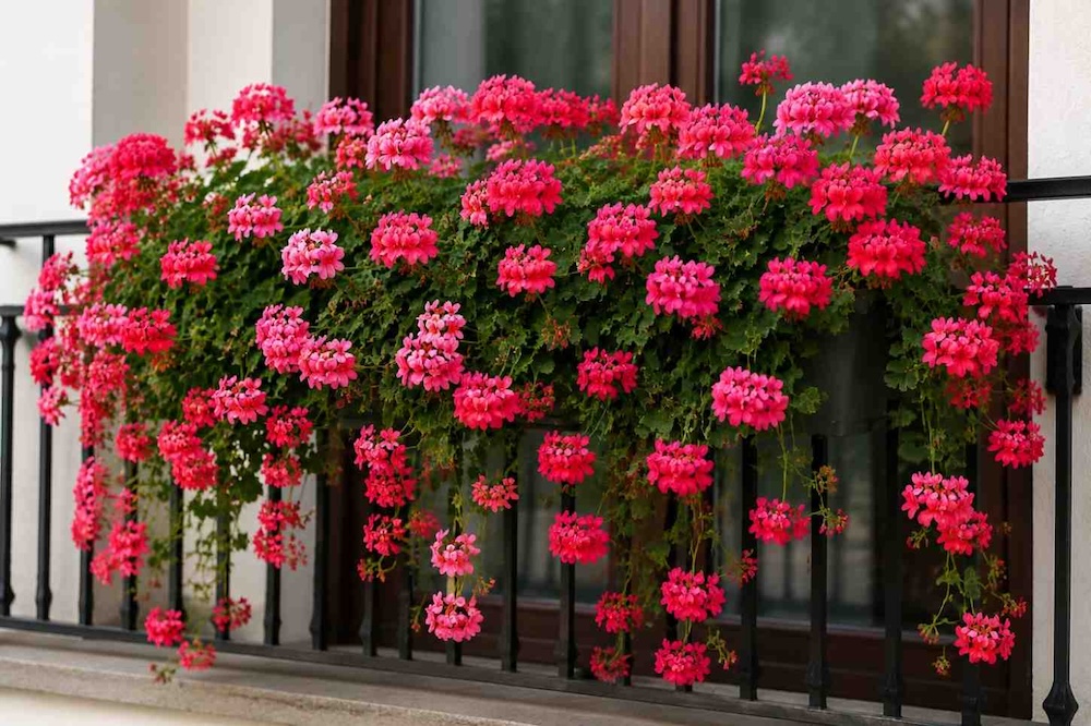 kompozycje-z-pelargonii-w-donicy-zwisajace kompozycje z pelargonii w donicy różowe i wiszące
